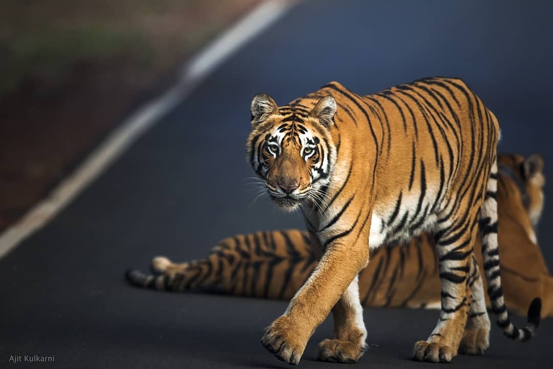 The Big Cats of India