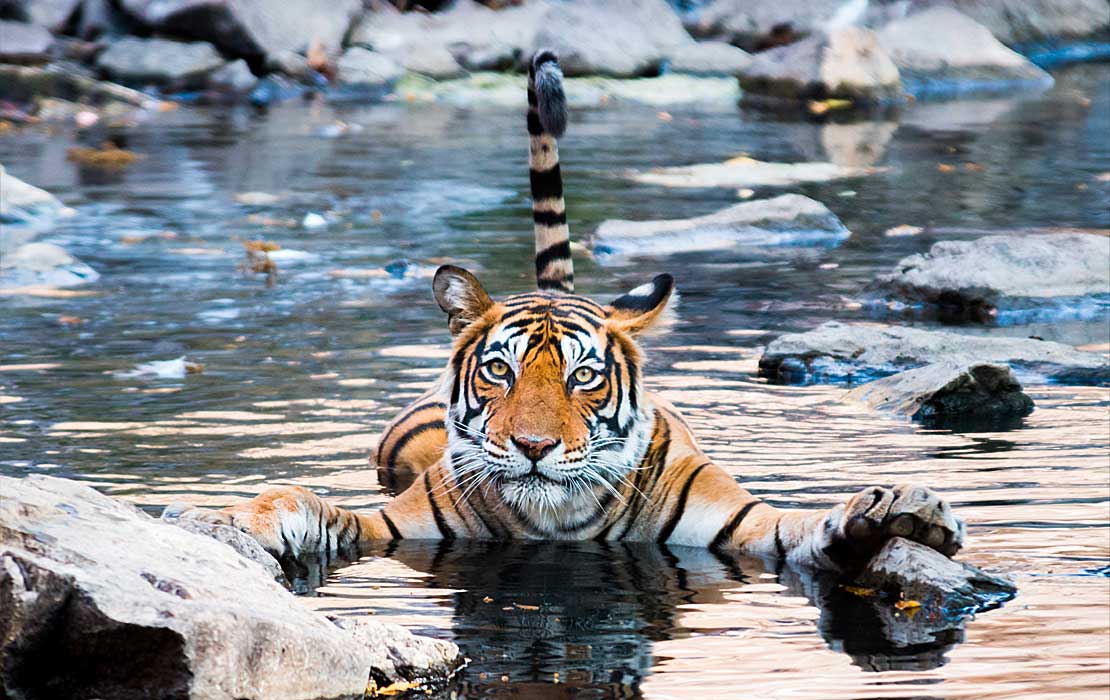 The 8 best national parks in India for lions, tigers and bears